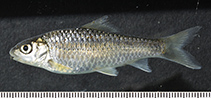 Image of Labeobarbus axelrodi 