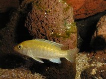 Image of Labidochromis caeruleus (Blue streak hap)