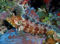 Image of Gobioclinus filamentosus (Quillfin blenny)