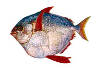 Image of Lampris guttatus (Opah)