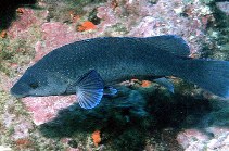 Image of Labrus merula (Brown wrasse)