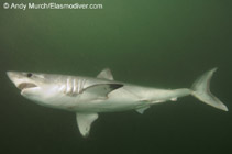 Image of Lamna nasus (Porbeagle)