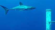 Image of Lamna nasus (Porbeagle)