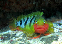 Image of Labrisomus nuchipinnis (Hairy blenny)