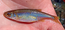 Image of Leucaspius delineatus (Belica)