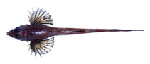 Image of Sarritor frenatus (Sawback poacher)