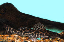 Image of Leiarius longibarbis 