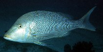 Image of Lethrinus nebulosus (Spangled emperor)