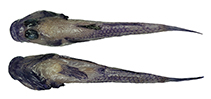 Image of Lebetus patzneri (Patzner\