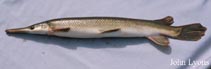 Image of Lepisosteus platostomus (Shortnose gar)