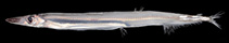 Image of Lestidium rofeni (Rofen’s barracudina)