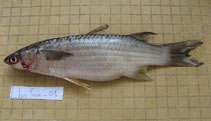 Image of Chelon bandialensis (Diassanga Mullet)