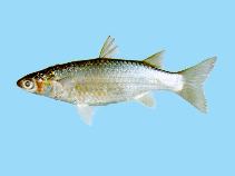 Image of Planiliza carinata (Keeled mullet)