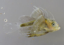 Image of Lophius americanus (American angler)