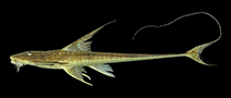 Image of Loricaria birindellii 