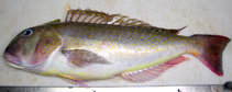 Image of Lopholatilus chamaeleonticeps (Great northern tilefish)