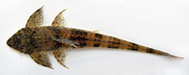 Image of Loricaria luciae 