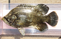 Image of Lobotes surinamensis (Tripletail)