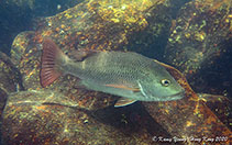 Image of Lutjanus argentiventris (Yellow snapper)