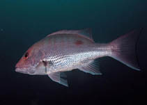 Image of Lutjanus campechanus (Northern red snapper)