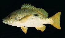 Image of Lutjanus coeruleolineatus (Blueline snapper)