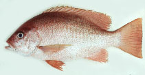 Image of Lutjanus erythropterus (Crimson snapper)