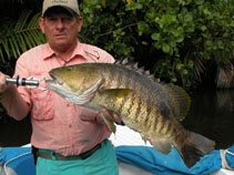 Image of Lutjanus fuscescens (Freshwater snapper)