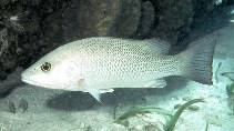 Image of Lutjanus griseus (Grey snapper)