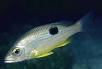 Image of Lutjanus guttatus (Spotted rose snapper)