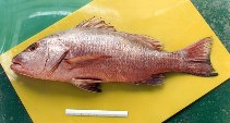 Image of Lutjanus novemfasciatus (Pacific dog snapper)