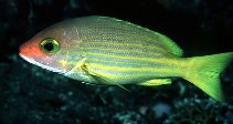 Image of Lutjanus rufolineatus (Yellow-lined snapper)