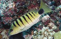 Image of Lutjanus semicinctus (Black-banded snapper)