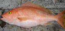 Image of Lutjanus vivanus (Silk snapper)