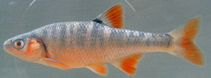 Image of Lythrurus fasciolaris (Scarlet shiner)