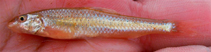 Image of Macrhybopsis aestivalis (Speckled chub)