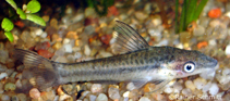 Image of Otocinclus affinis (Golden otocinclus)