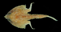 Image of Malthopsis lutea (Yellow triangular batfish)