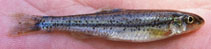 Image of Macrhybopsis marconis (Burrhead chub)