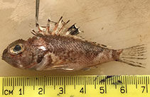 Image of Maxillicosta scabriceps (Little gurnard perch)