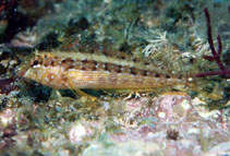 Image of Malacoctenus zacae (Zaca blenny)