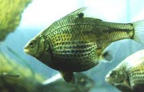 Image of Micrometrus minimus (Dwarf perch)