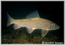 Image of Moxostoma erythrurum (Golden redhorse)