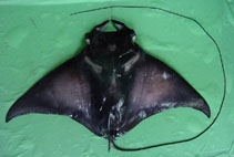 Image of Mobula japanica (Spinetail mobula)