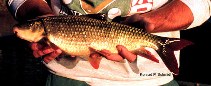 Image of Moxostoma macrolepidotum (Shorthead redhorse)