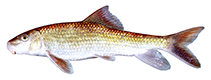 Image of Moxostoma poecilurum (Blacktail redhorse)