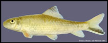 Image of Moxostoma poecilurum (Blacktail redhorse)