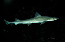 Image of Mustelus asterias (Starry smooth-hound)