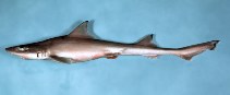 Image of Mustelus canis (Dusky smooth-hound)