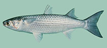 Image of Mugil cephalus (Flathead grey mullet)