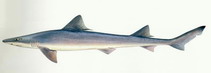 Image of Mustelus griseus (Spotless smooth-hound)